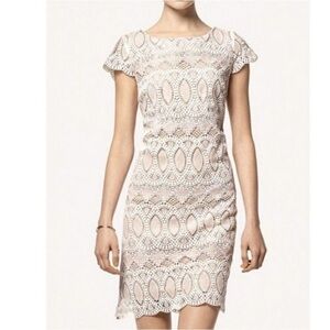 NWOT Eliza J Lace Cap Sleeve Shift Dress 8